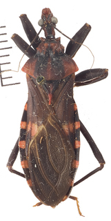Opisthacidius rubropictus