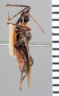 Bocatella nigripennis