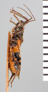 Catasphactes pyrrhopterus