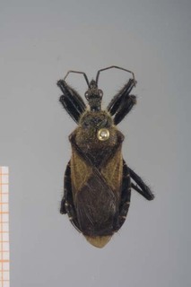 Apiomerus flavipennis