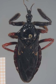 Apiomerus lituratus