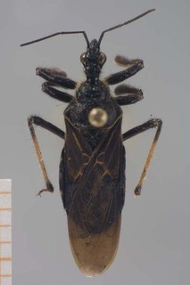 Apiomerus moestus