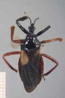 Apiomerus nitidicollis