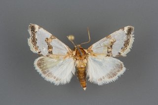 Schinia chrysellus, male