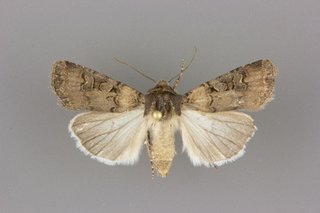 Euxoa albipennis, female