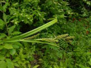 Carex scabrata