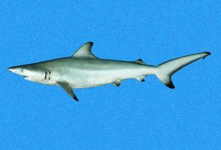 Carcharhinus limbatus