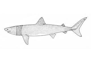Cetorhinus maximus