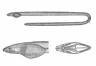Leptenchelys vermiformis