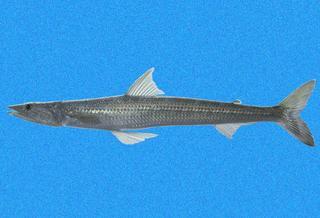 Synodus scituliceps