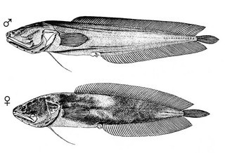 Ogilbia galapagosensis