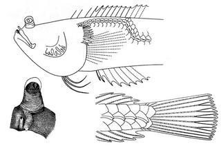 Dactyloscopus amnis