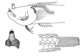 Dactyloscopus metoecus