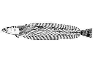 Myxodagnus macrognathus