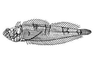 Platygillellus rubellulus