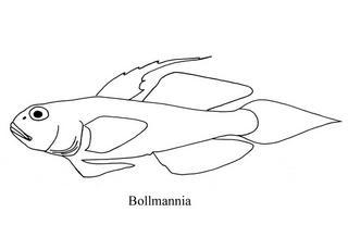 Bollmannia macropoma