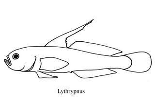Lythrypnus solanensis