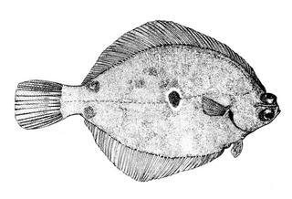 Pleuronichthys ocellatus