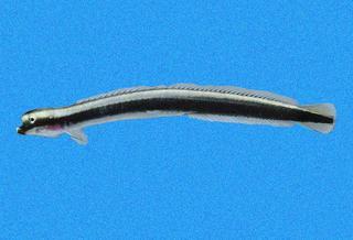 Clarkichthys bilineatus