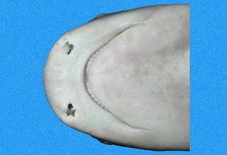 Triaenodon obesus