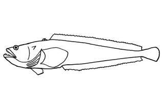 Porichthys ephippiatus