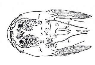 Daector reticulata