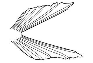 Gobulus crescentalis