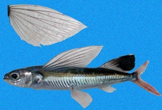 Parexocoetus brachypterus brachypterus