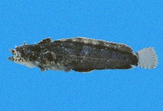 Paraclinus monophthalmus