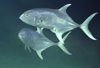 Tipos de Peces y su Pesca desde  Orilla en los mares de Costa Rica  Caranx_caninus,I_RR3408