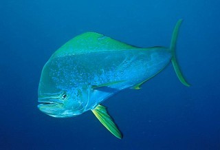 سمكة الحربآيه Coryphaena_hippurus,I_RR3461