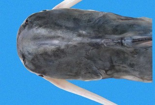 Bagre pinnimaculatus