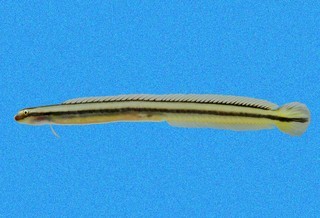 Clarkichthys bilineatus