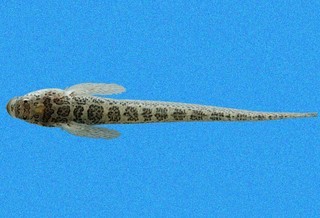 Dactylagnus parvus