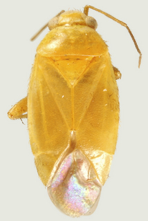 Adenostomocoris pintoi, female