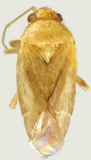 Adenostomocoris semiustus, female
