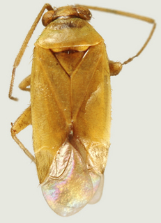 Adenostomocoris semiustus, male