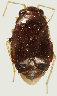 Arctostaphylocoris manzanitae, female