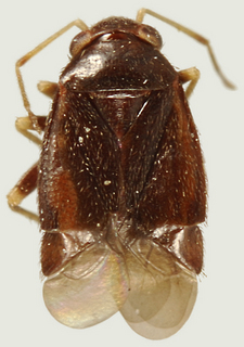 Arctostaphylocoris manzanitae, male
