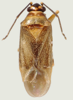 Calidroides schaffneri, female