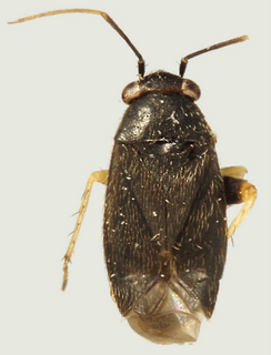 Chlamydatus associatus, female