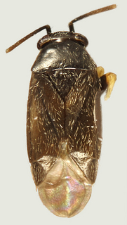 Chlamydatus associatus, male