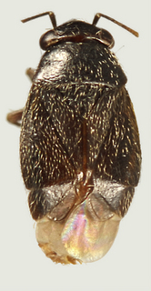 Chlamydatus becki, female