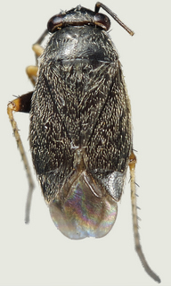 Chlamydatus obliquus, female
