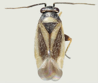 Chlamydatus obliquus, male