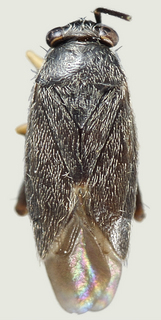 Chlamydatus obliquus, male