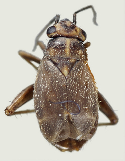 Chlamydatus opacus, female