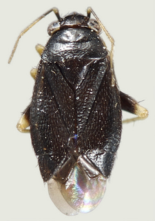 Chlamydatus pallidicornis, female