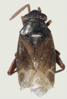 Chlamydatus ruficornis, male