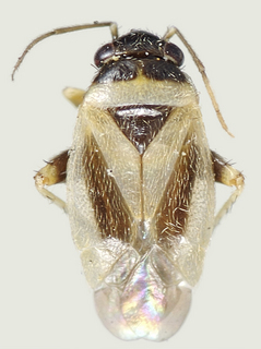 Chlamydatus schuhi, female